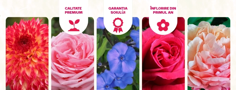 Reduceri florale
