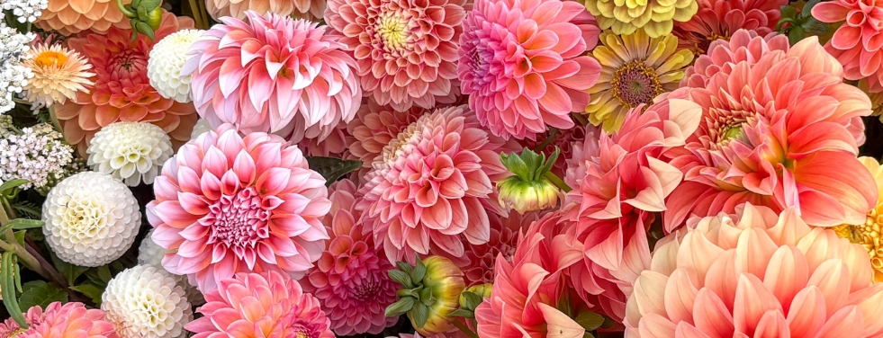 Bulbi de flori